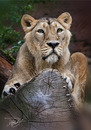 >>> Löwin II <<<