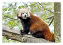 Westlicher Kleiner Panda ( Ailurus fulgens )