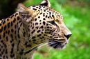 Persicher Leopard im Zoo Nordhorn