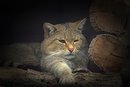 Wildkatze 