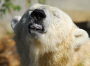 im Rostocker Zoo VII