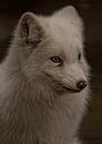 Fotos_Raubtiere (Zoo, Wildpark, Falknerei)