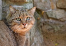 Fotos_Raubtiere (Zoo, Wildpark, Falknerei)
