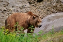 Fotos_Raubtiere (Zoo, Wildpark, Falknerei)