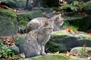 Fotos_Raubtiere (Zoo, Wildpark, Falknerei)
