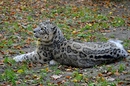 Fotos_Raubtiere (Zoo, Wildpark, Falknerei)