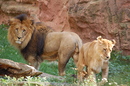 Fotos_Raubtiere (Zoo, Wildpark, Falknerei)
