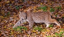 Fotos_Raubtiere (Zoo, Wildpark, Falknerei)