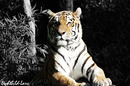 Fotos_Raubtiere (Zoo, Wildpark, Falknerei)