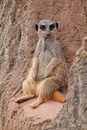 Fotos_Raubtiere (Zoo, Wildpark, Falknerei)