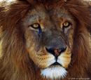 Fotos_Raubtiere (Zoo, Wildpark, Falknerei)