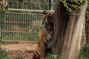 Fotos_Raubtiere (Zoo, Wildpark, Falknerei)