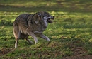 Der Wolf