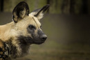 Afrikanischer Wildhund