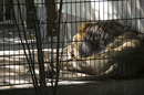 Fotos_Raubtiere (Zoo, Wildpark, Falknerei)