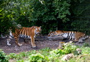 Fotos_Raubtiere (Zoo, Wildpark, Falknerei)