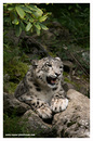 Fotos_Raubtiere (Zoo, Wildpark, Falknerei)