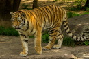 Fotos_Raubtiere (Zoo, Wildpark, Falknerei)