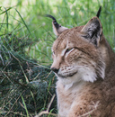Luchs Portrait
