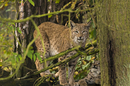 Luchs