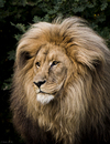 unser Löwenopa im Leipziger Zoo