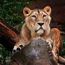 Fotos_Raubtiere (Zoo, Wildpark, Falknerei)