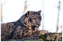 Fotos_Raubtiere (Zoo, Wildpark, Falknerei)