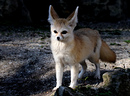 Wüstenfuchs