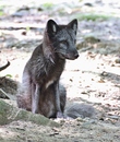 Polar Fuchs 