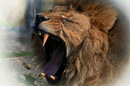 Fotos_Raubtiere (Zoo, Wildpark, Falknerei)