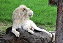 Weißer Löwe im Casela Naturpark auf Mauritius