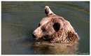 Fotos_Raubtiere (Zoo, Wildpark, Falknerei)