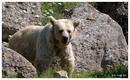 Fotos_Raubtiere (Zoo, Wildpark, Falknerei)