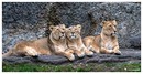 Fotos_Raubtiere (Zoo, Wildpark, Falknerei)