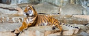 Tiger III