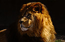 König der Löwen
