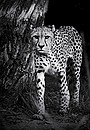 Fotos_Raubtiere (Zoo, Wildpark, Falknerei)
