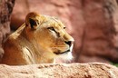 Fotos_Raubtiere (Zoo, Wildpark, Falknerei)
