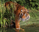 Sumatra Tiger