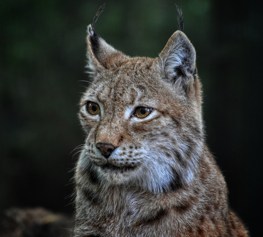 Luchs