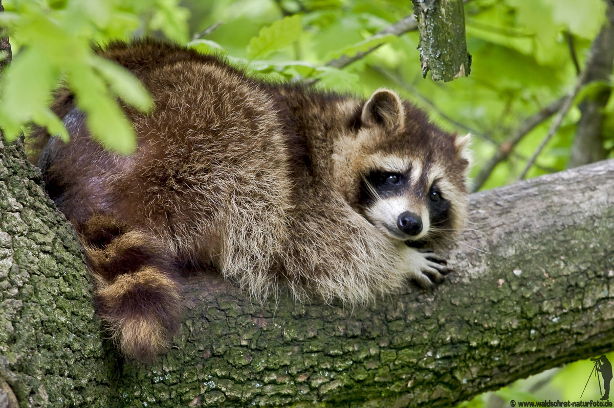 Waschbär auf Ast ruhend
