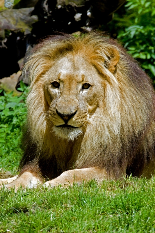 Wunderschöner Löwe im Zoo Basel