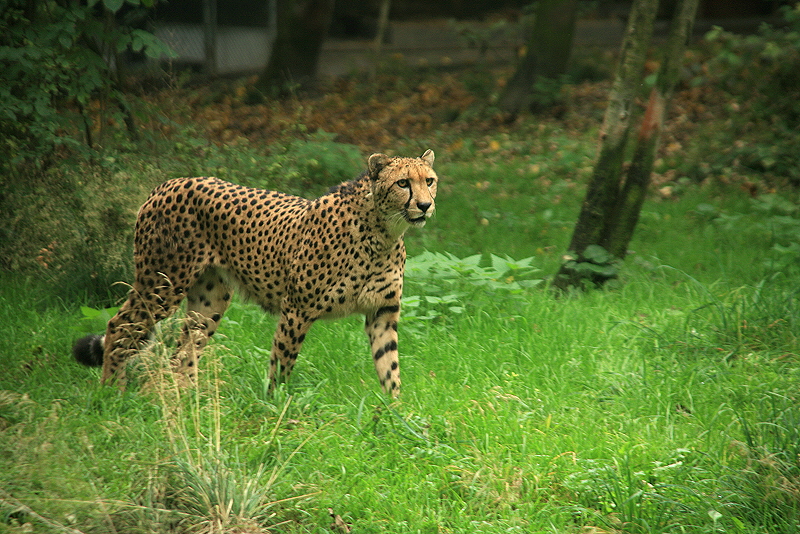Gepard im Tierpark Hellabrunn