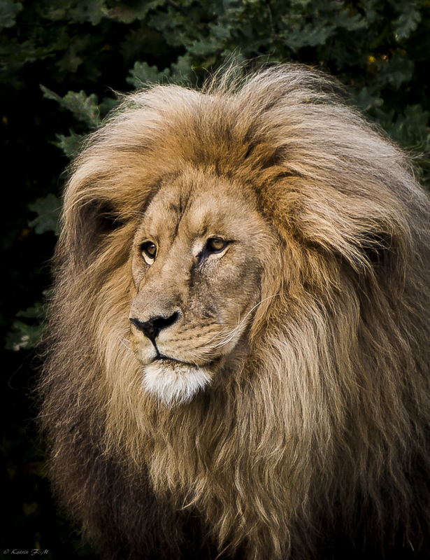 unser Löwenopa im Leipziger Zoo