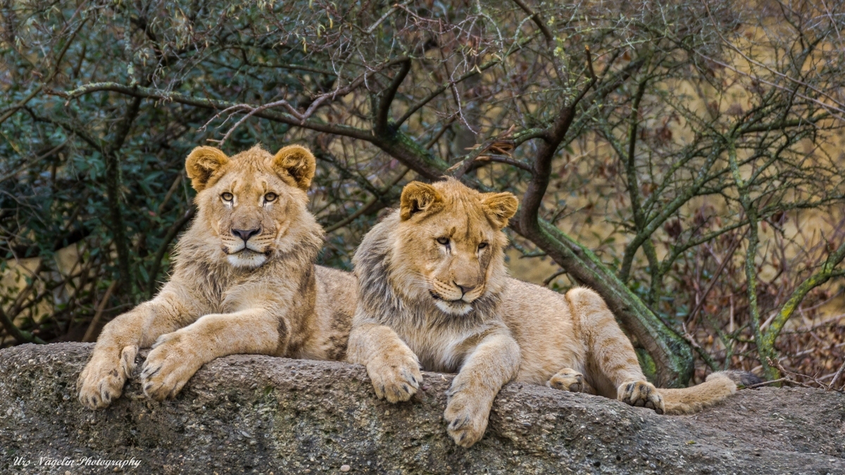 Bald wächst uns der Kragen!