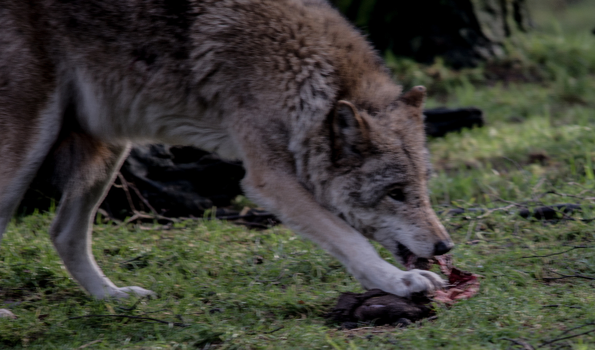 Bei Wolfs 5