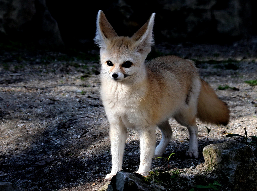 Wüstenfuchs