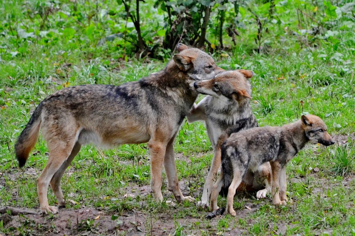 Familie Wolf..........