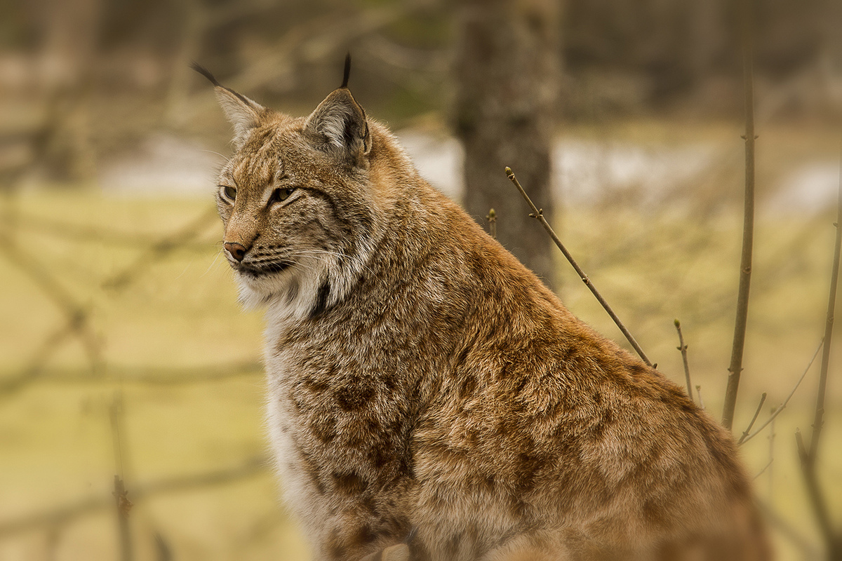 Luchs
