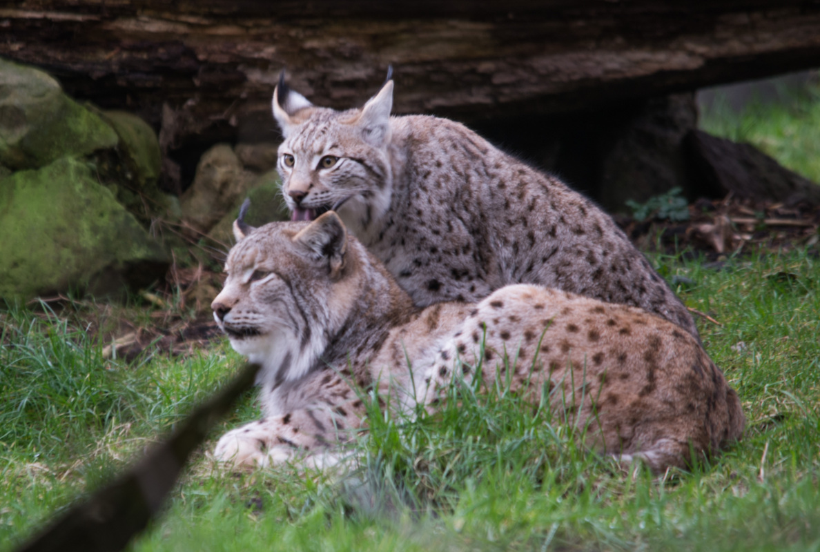 Und dann Frau-schen vernaschen
